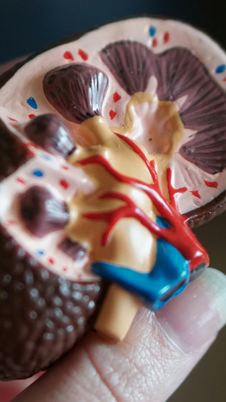 Urology